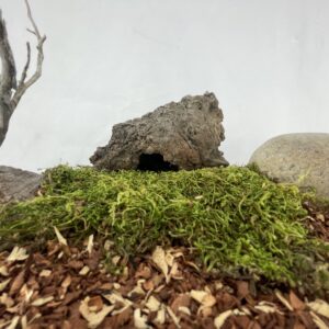 Natural manzanita reptile hideaway on moss - wood hide for lizards and snakes