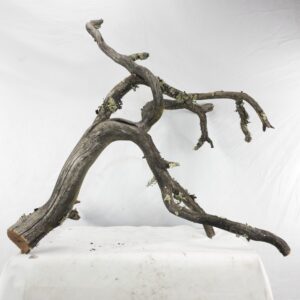 Manzanita Reptile Climbing Branch