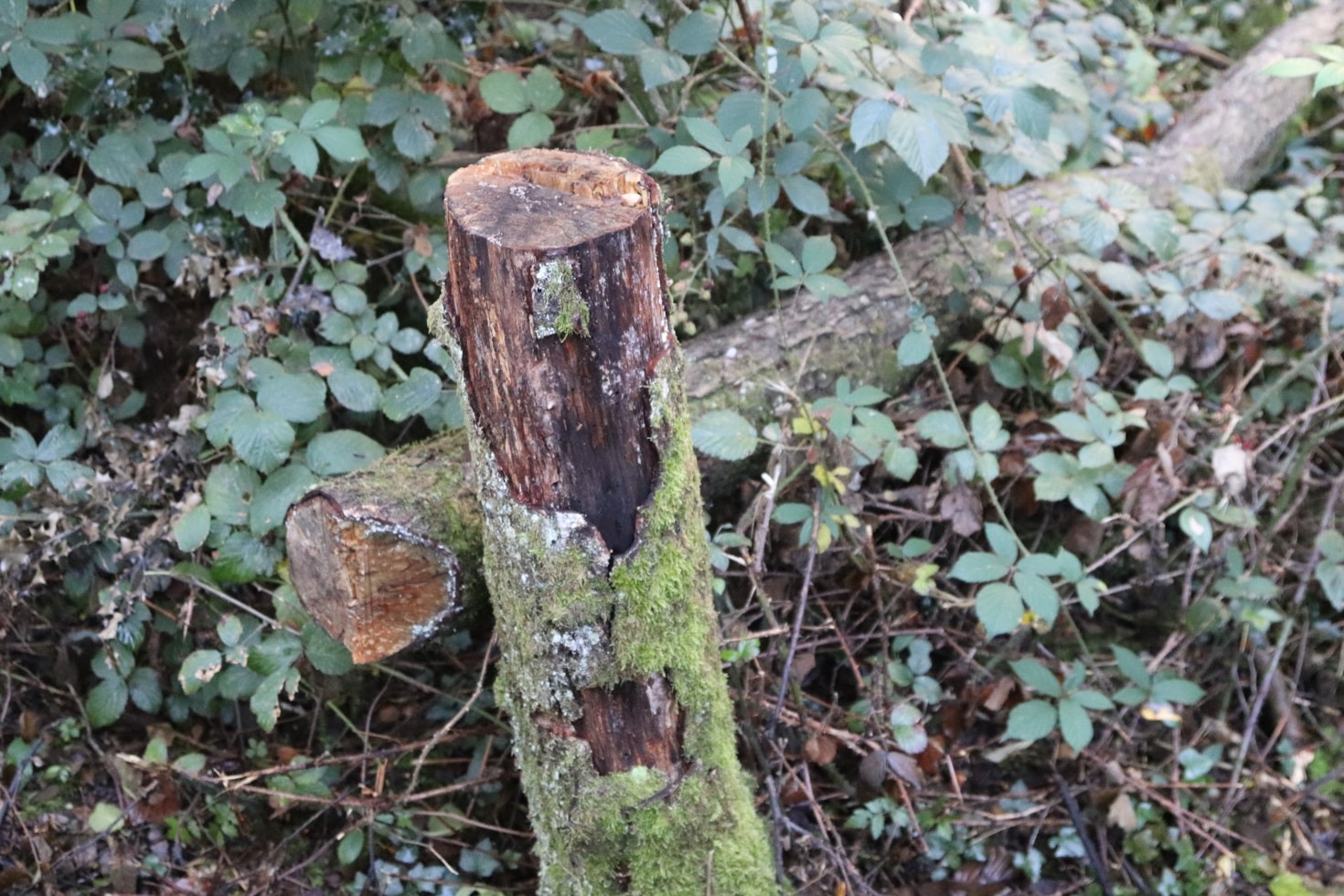 Chemical-Free Pet Supplies for Safety and Comfort