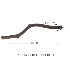 Natural Manzanita Wood Perch for Birds - 48 Inch Hand-Sanded Branch - Eco-Harvested California Chew Stick for Parrots, Bearded Dragons, Geckos - Safe Climbing & Basking